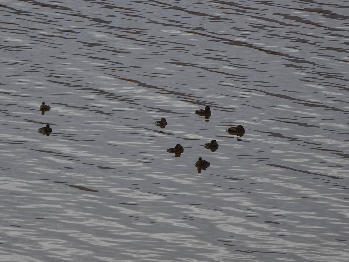 Pied-billed Grebe - ML616818399