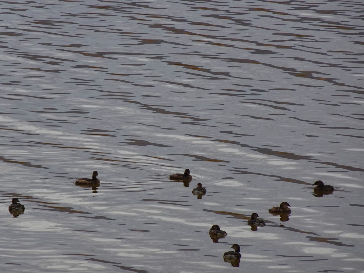 Pied-billed Grebe - ML616818400