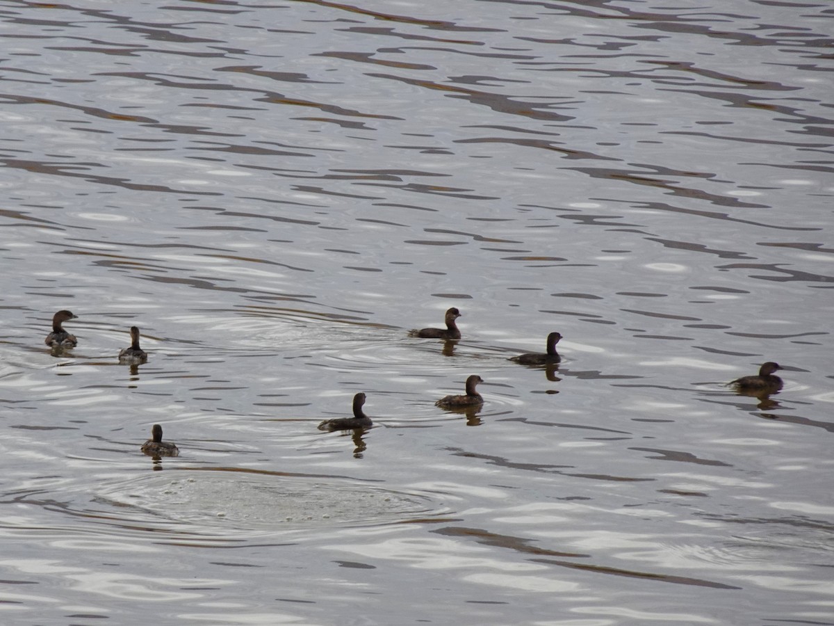 Pied-billed Grebe - ML616818401