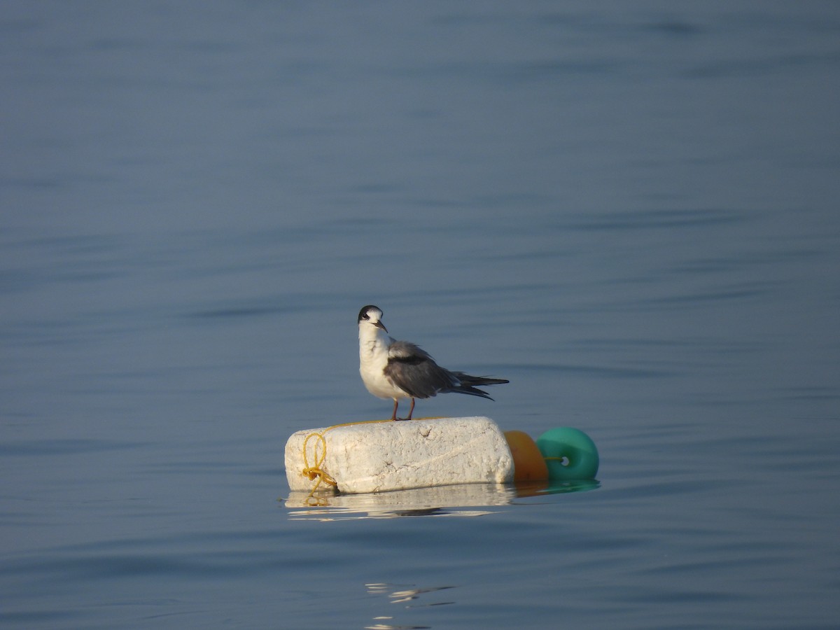 Common Tern - ML616818403