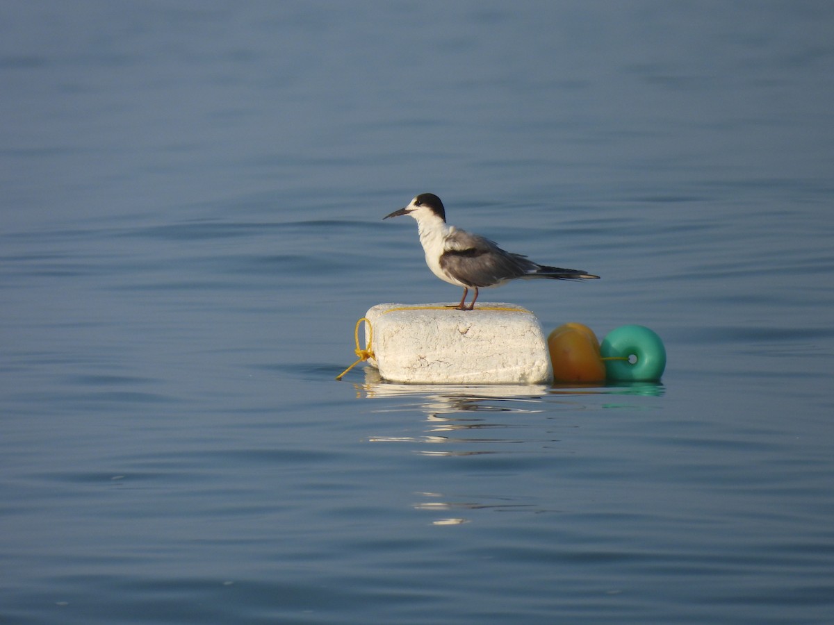 Common Tern - ML616818404