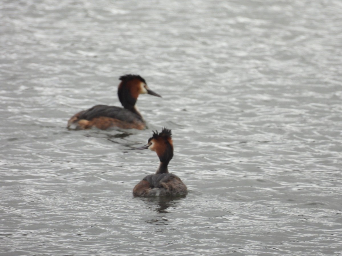 Great Crested Grebe - Nelson Tito