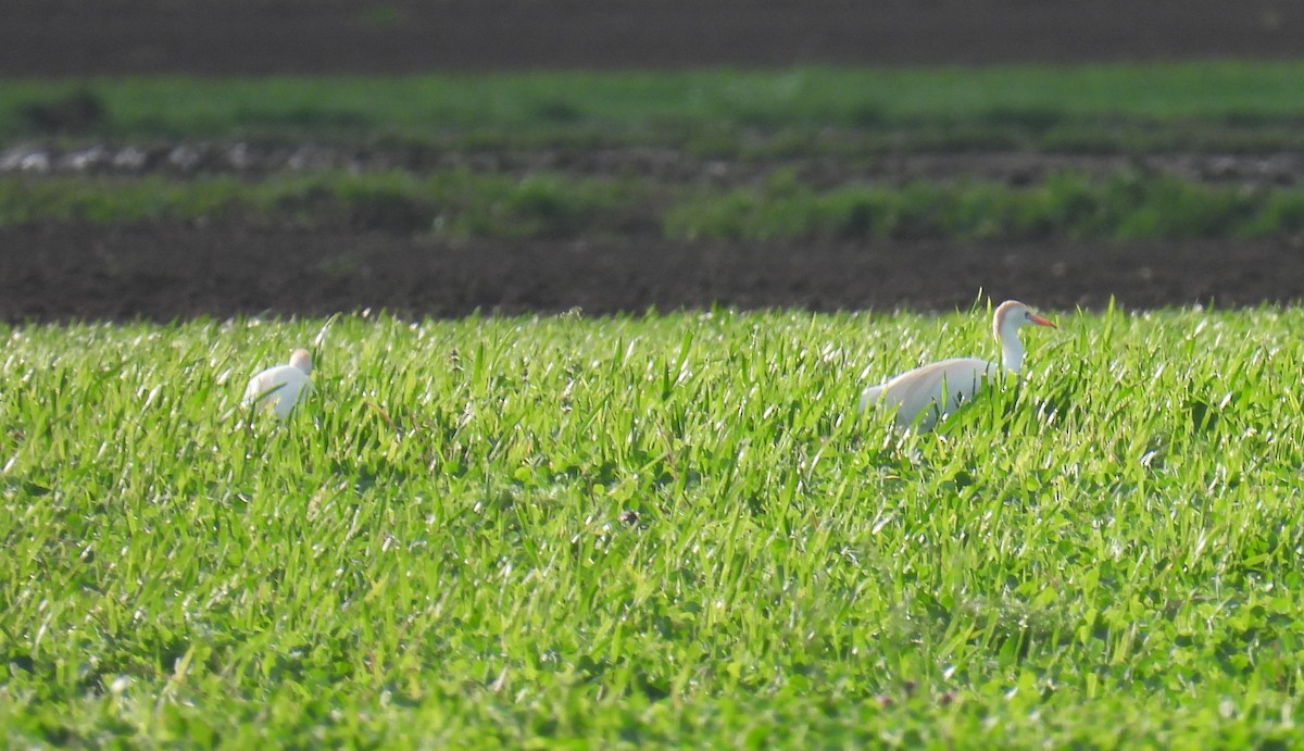 Western Cattle Egret - ML616818459