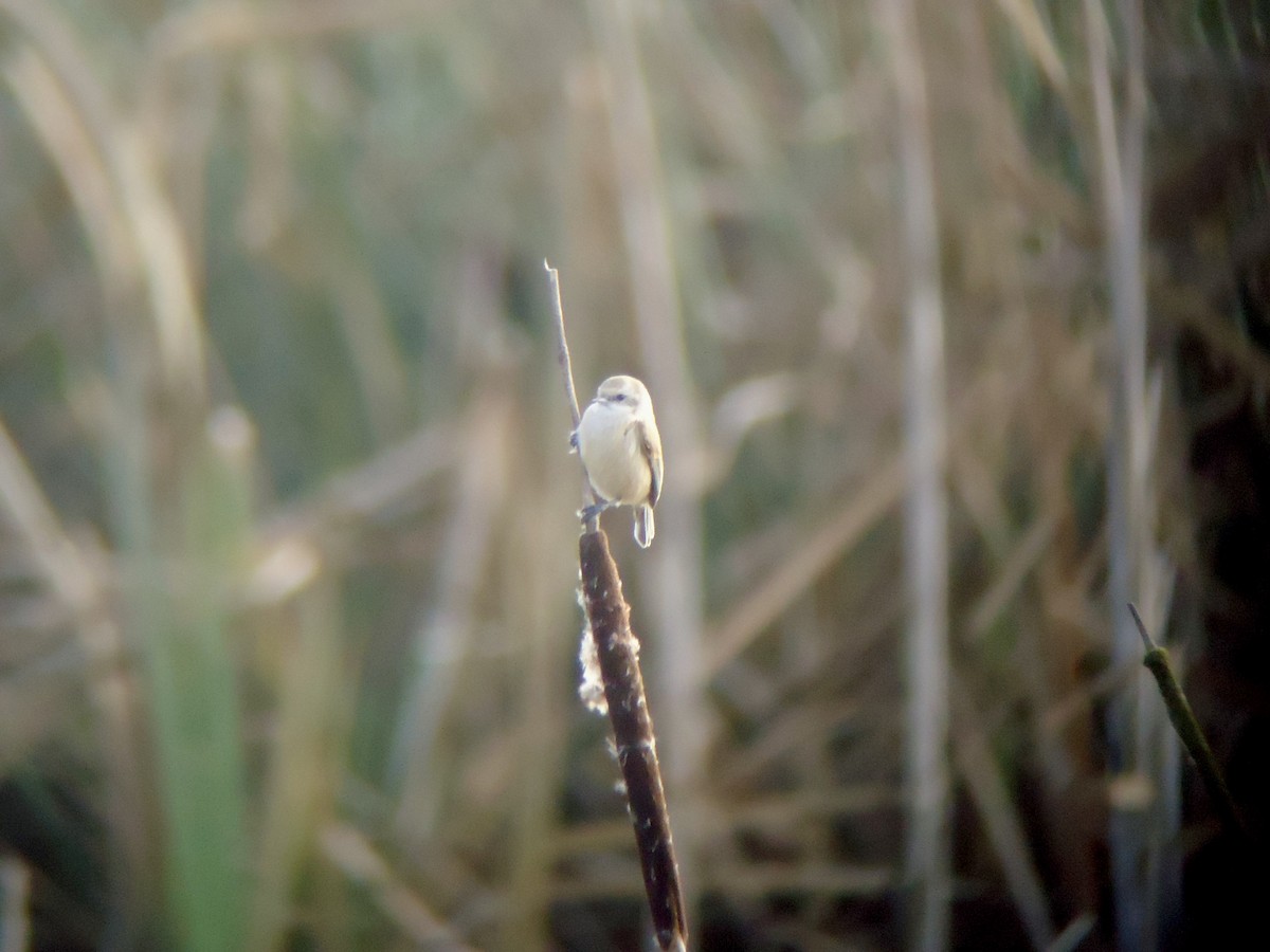 Eurasian Penduline-Tit - Rich Bayldon