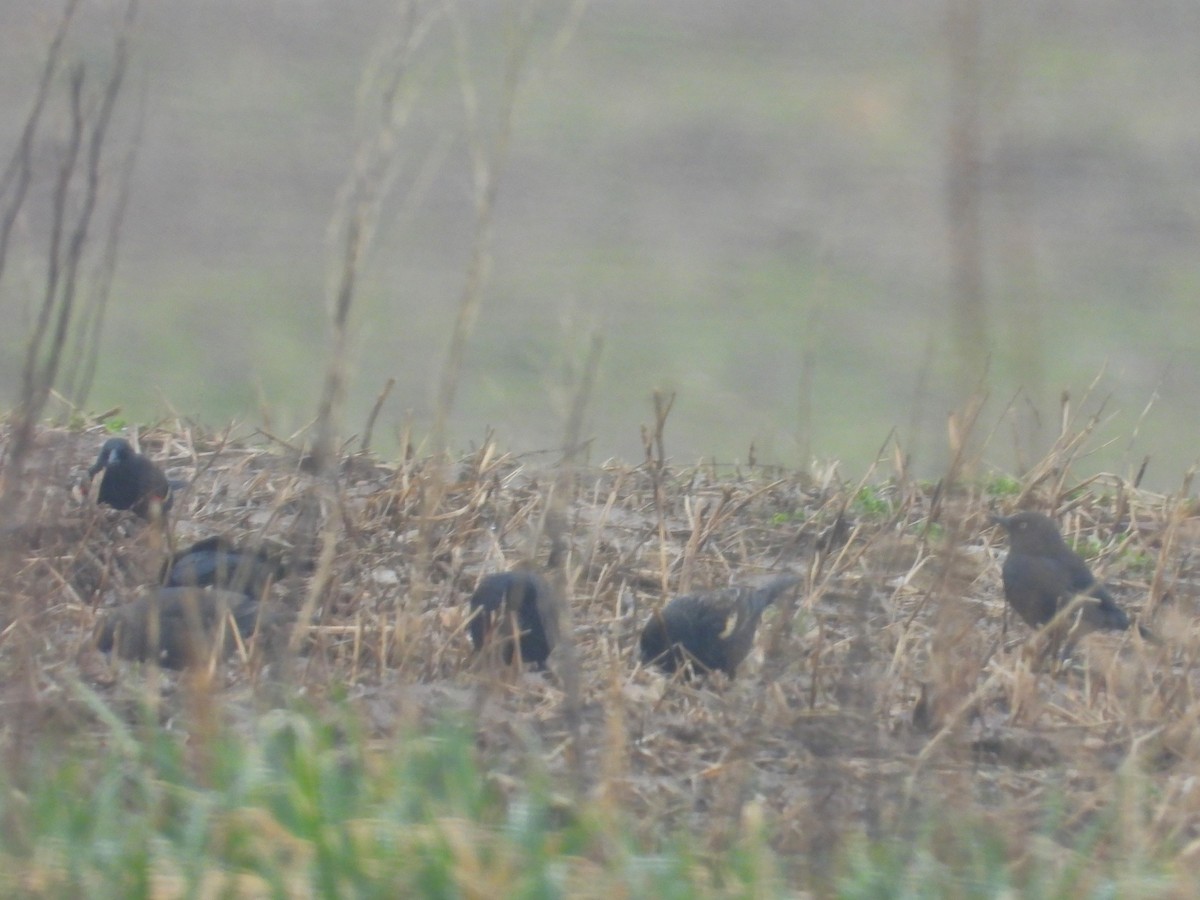 Rusty/Brewer's Blackbird - ML616818489