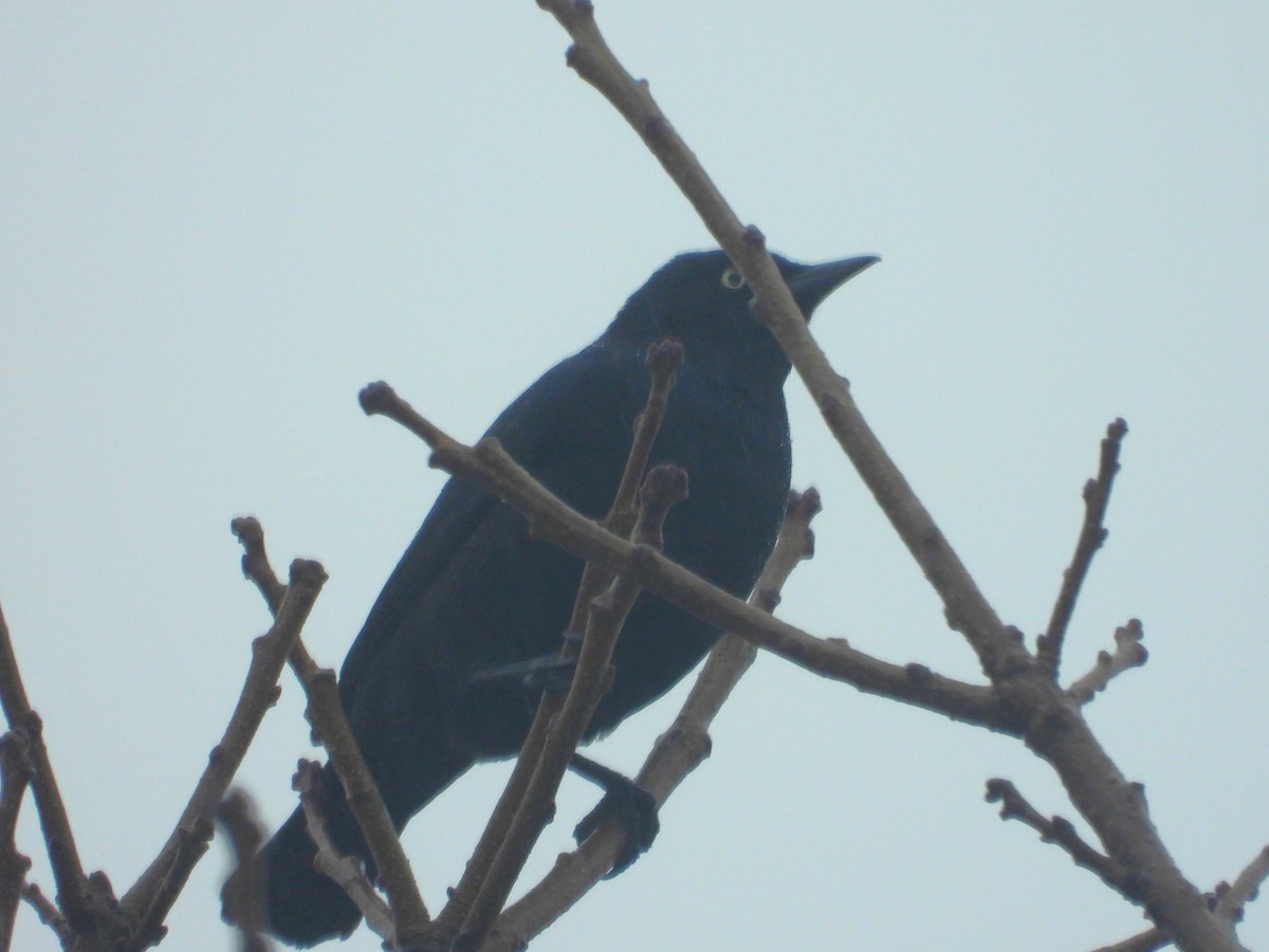 Rusty/Brewer's Blackbird - ML616818490