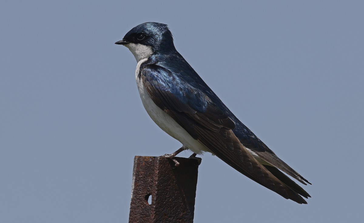 Tree Swallow - Paul Chapman