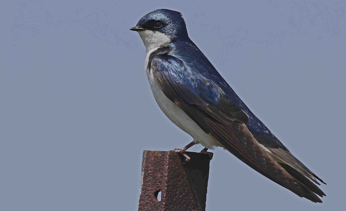 Tree Swallow - Paul Chapman