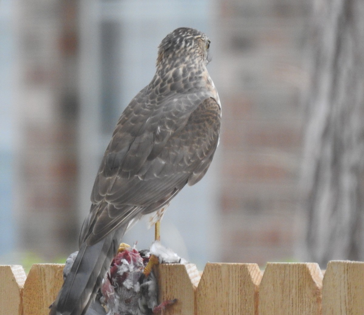 Cooper's Hawk - Patrick McMahon