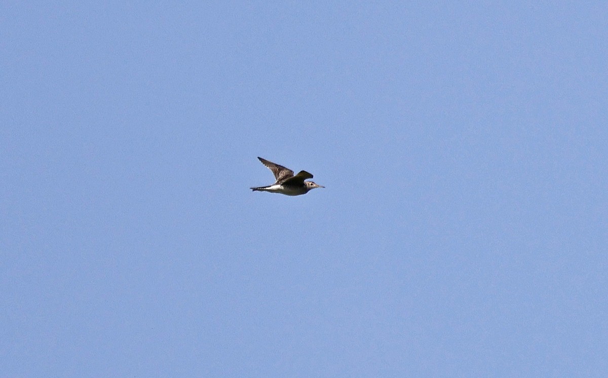 Upland Sandpiper - Paul Chapman