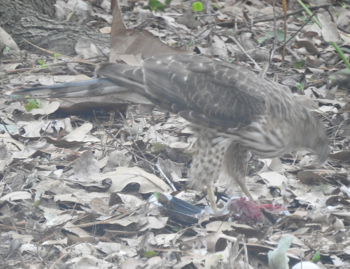 Cooper's Hawk - Patrick McMahon