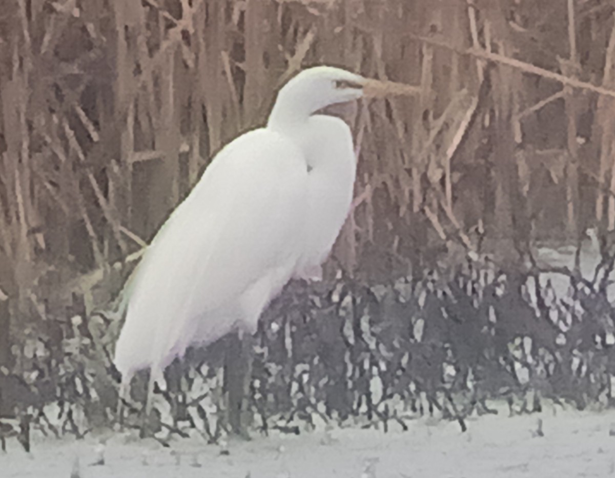 Great Egret - ML616818558