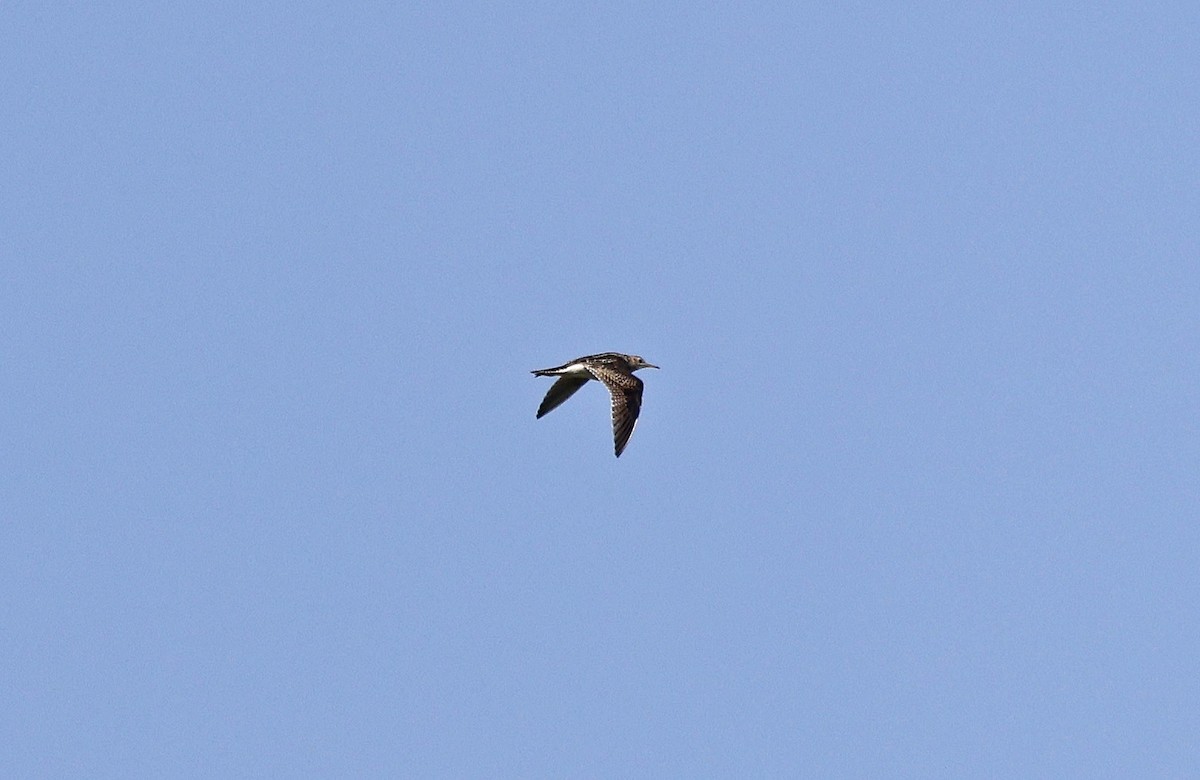 Upland Sandpiper - Paul Chapman