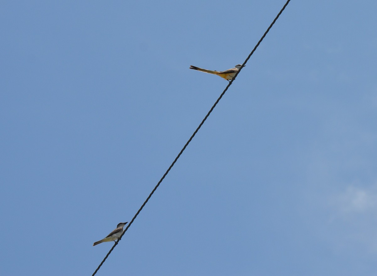 Scissor-tailed Flycatcher - ML616818563