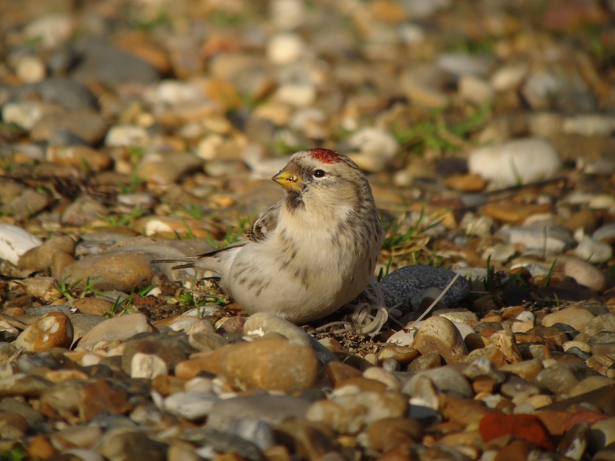 Hoary Redpoll (hornemanni) - ML616818628