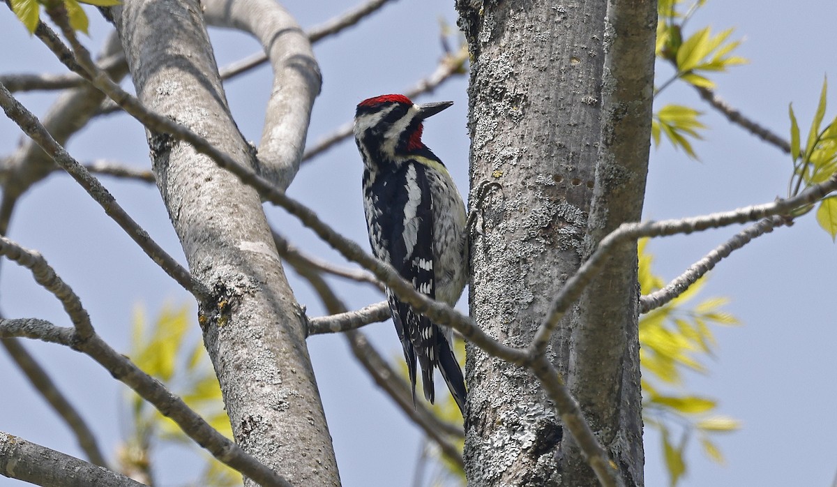 Yellow-bellied Sapsucker - Paul Chapman