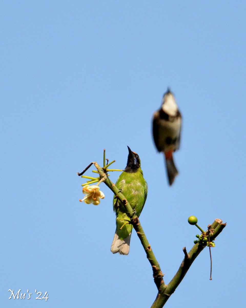 Golden-fronted Leafbird - ML616818644