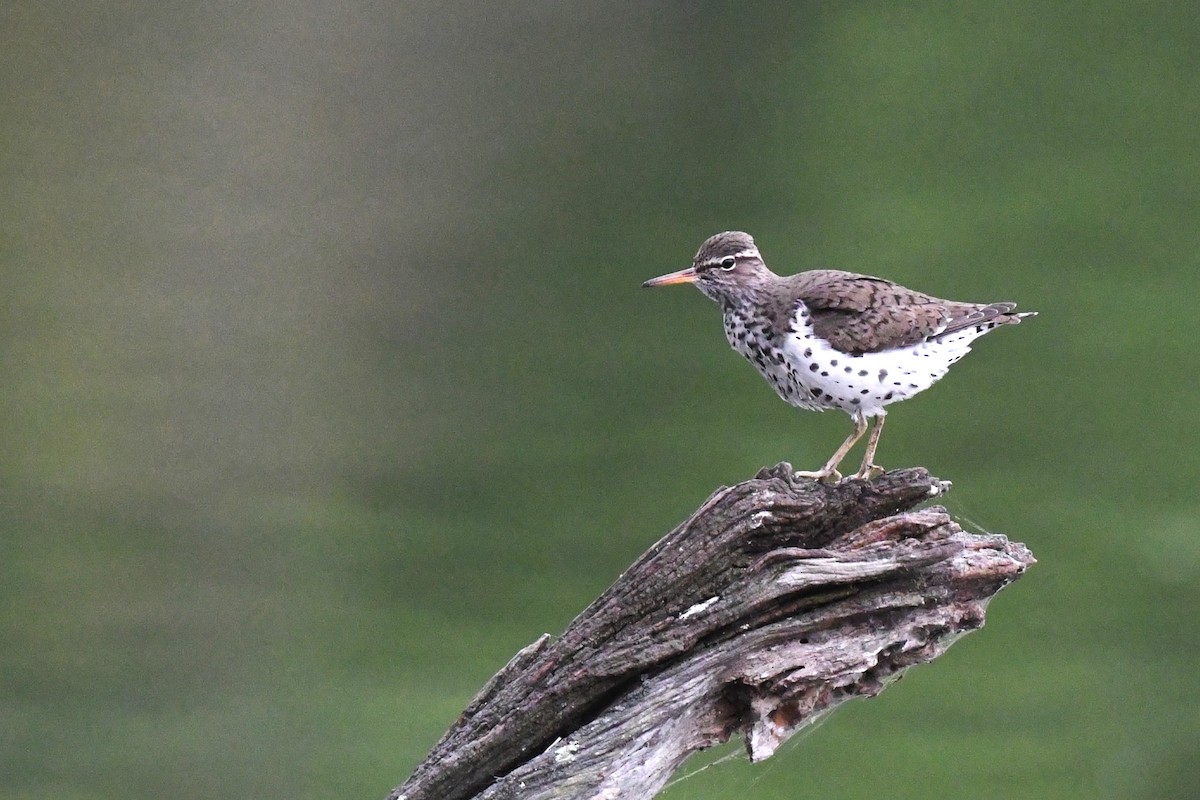 Spotted Sandpiper - ML616818660