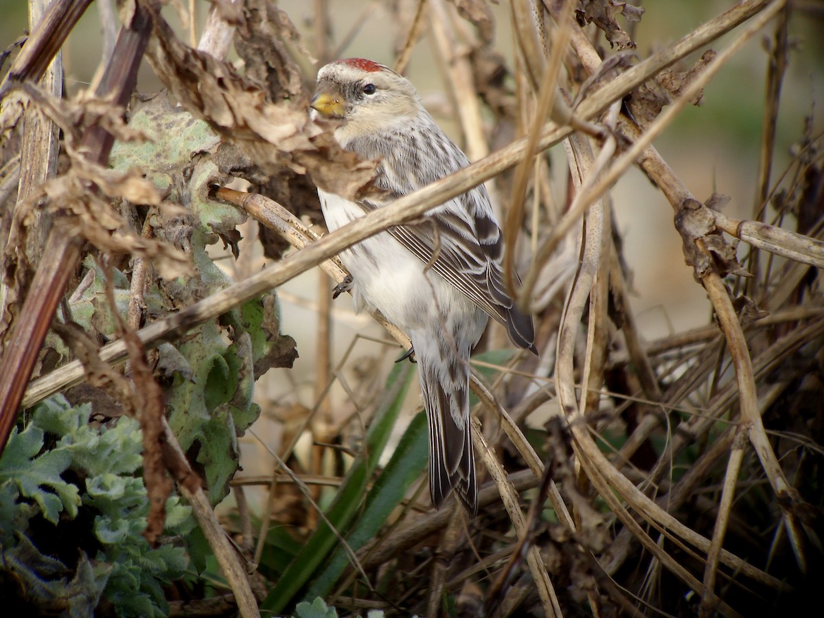 Hoary Redpoll (hornemanni) - ML616818670