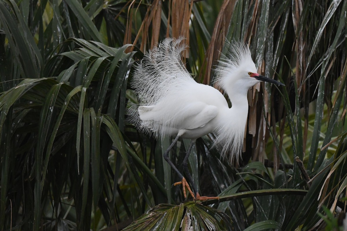 Snowy Egret - ML616818672