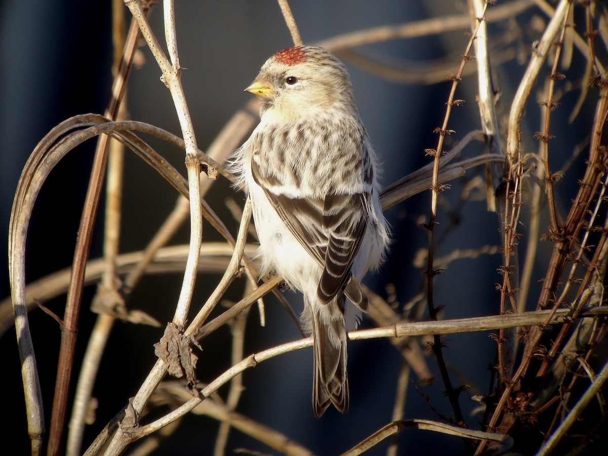 Hoary Redpoll (hornemanni) - ML616818681