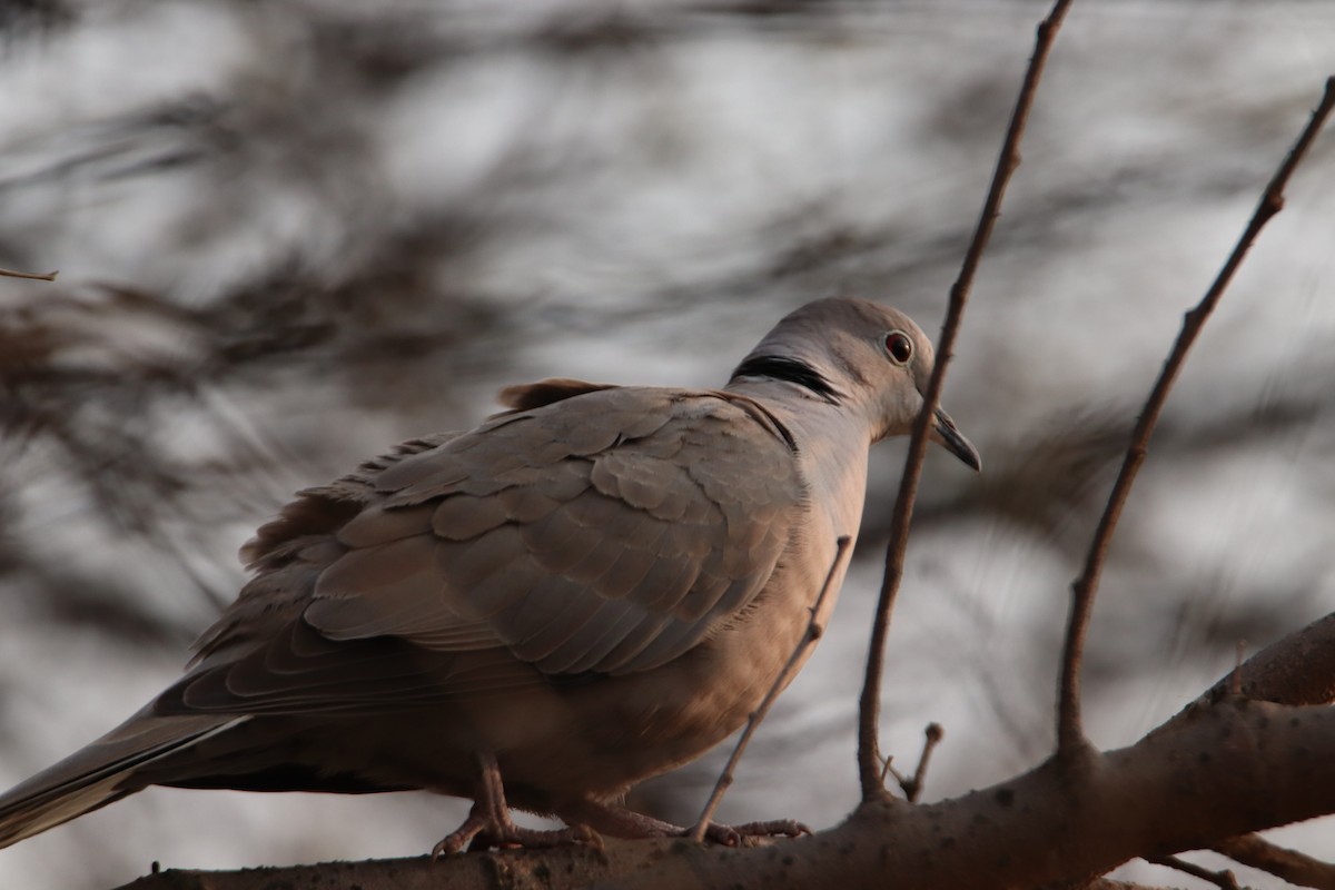 Eurasian Collared-Dove - Anoop Singh Chauhan