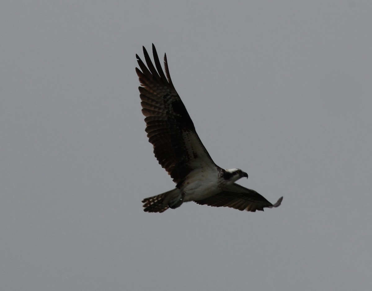 Águila Pescadora - ML616818806