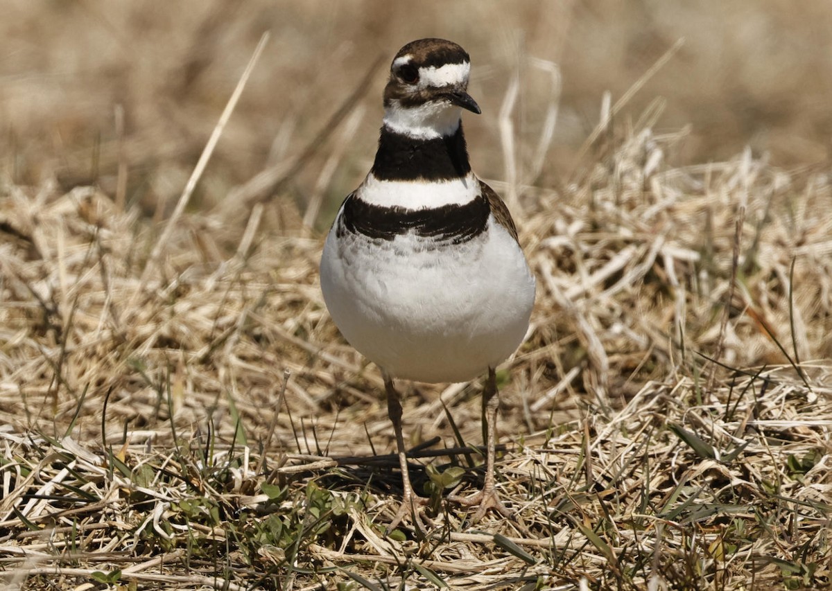 Killdeer - ML616818828