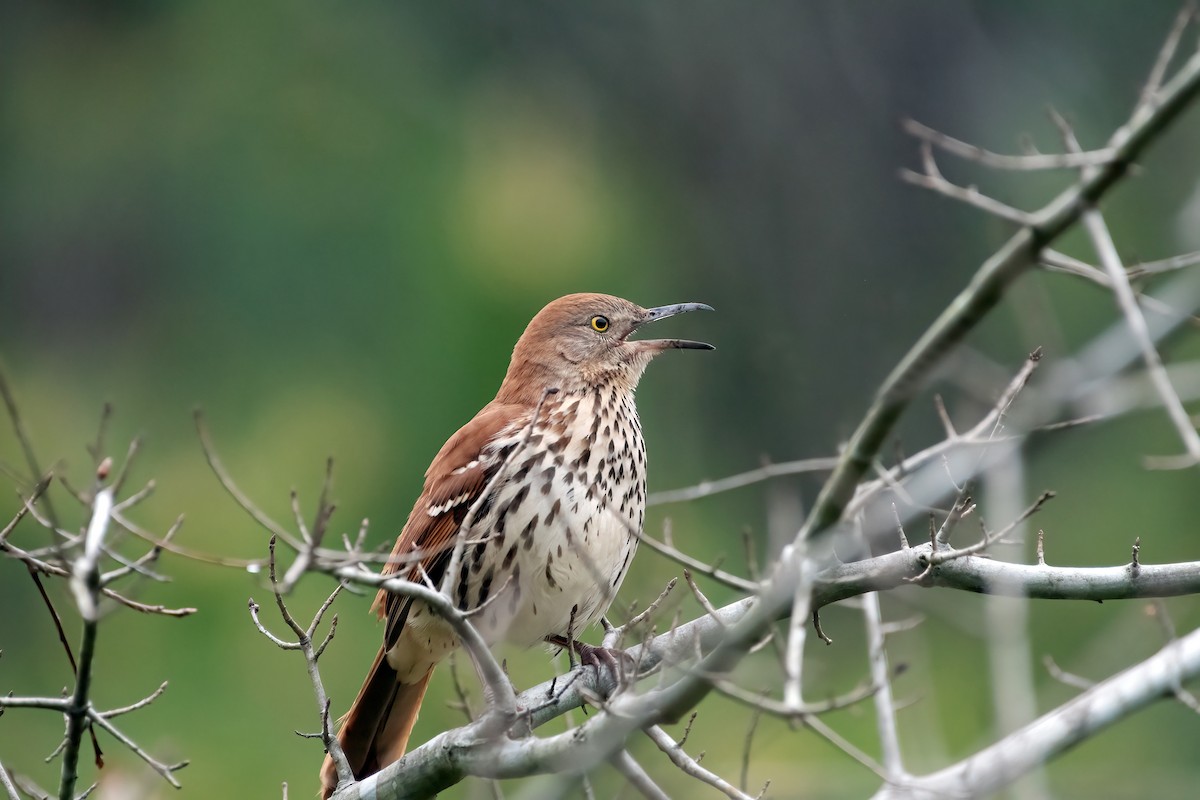 Brown Thrasher - ML616818885