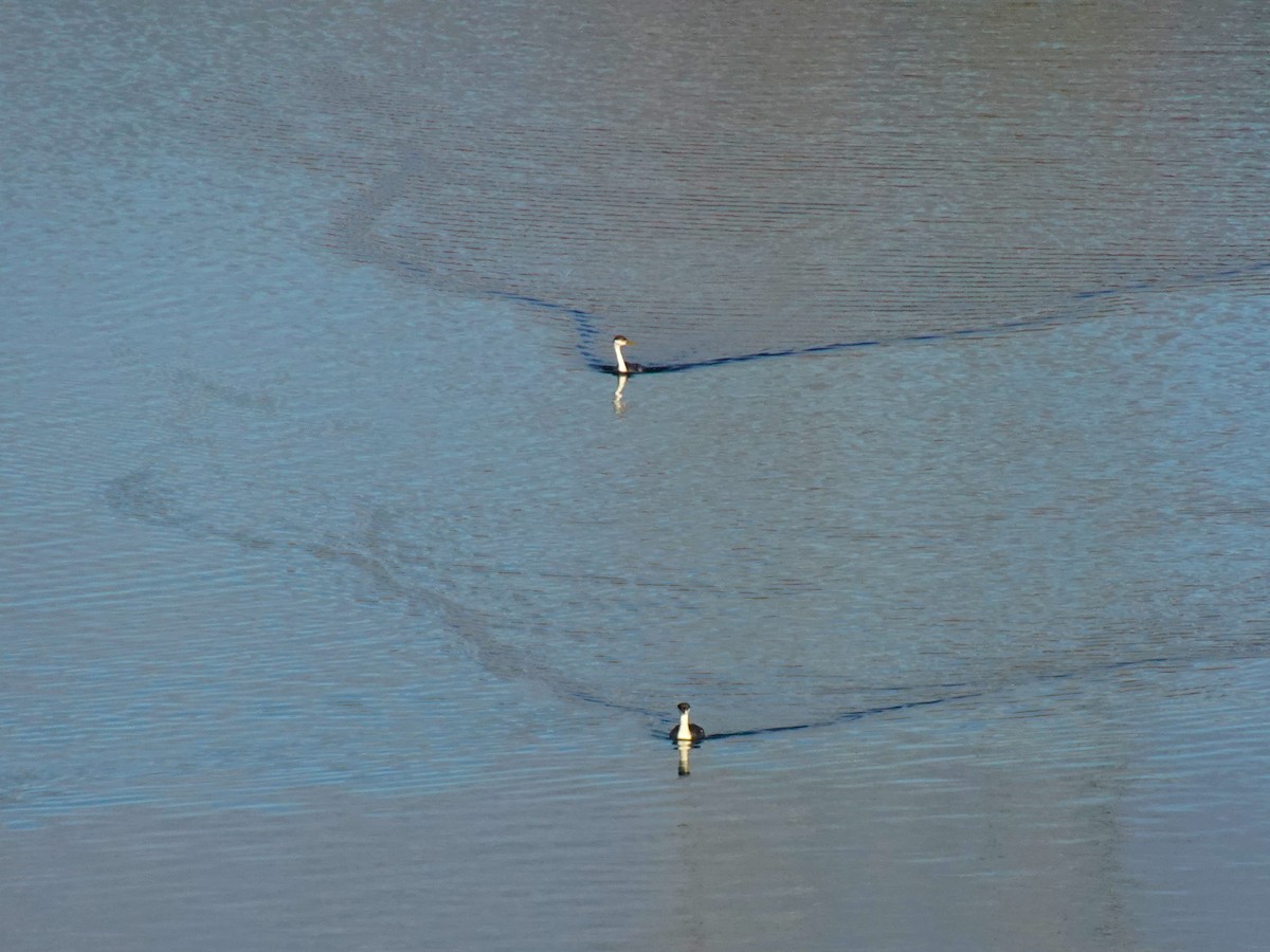 Western Grebe - ami horowitz