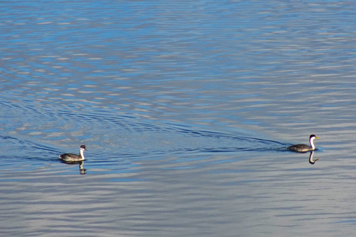 Western Grebe - ML616818889