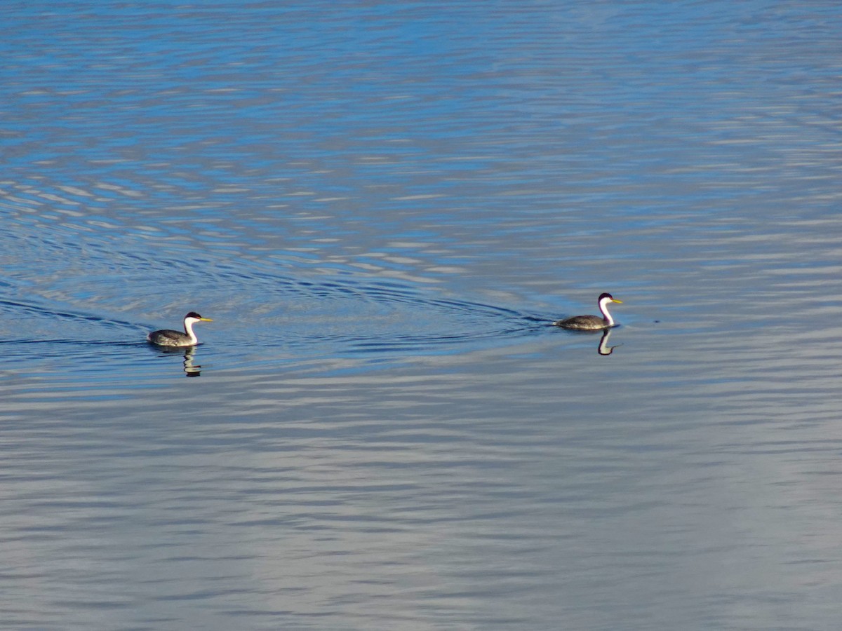 Western Grebe - ML616818890