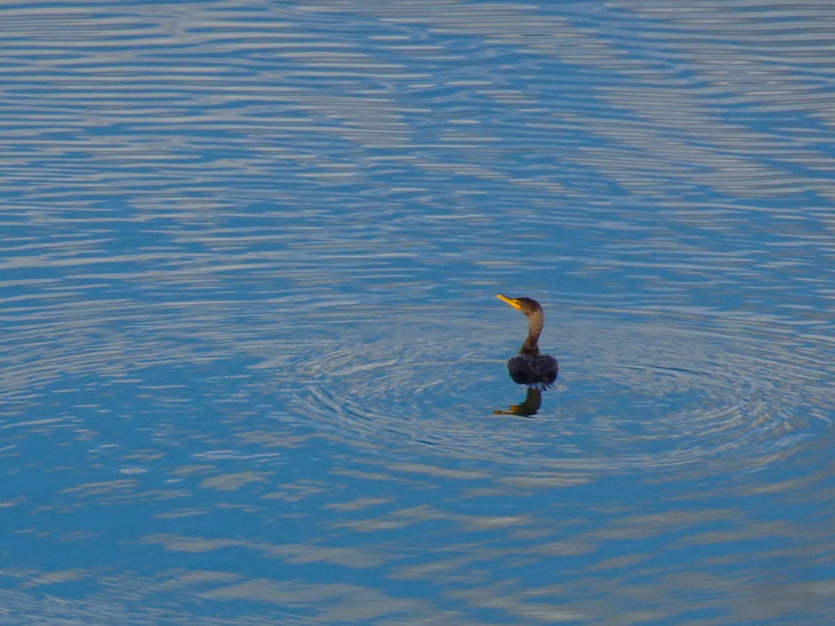 Double-crested Cormorant - ami horowitz