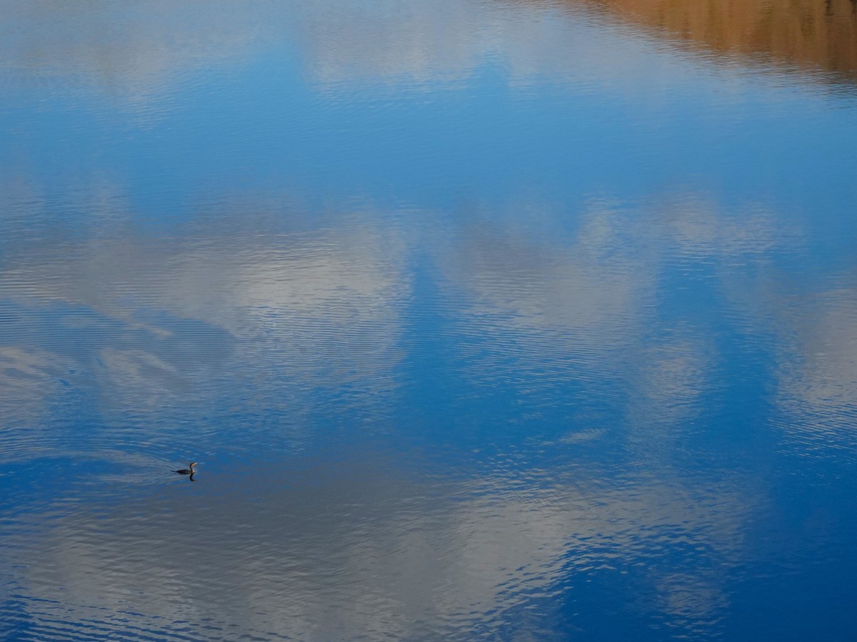 Double-crested Cormorant - ML616818933