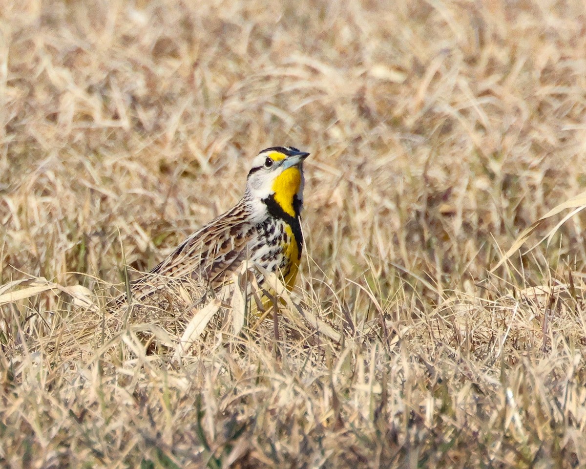 Eastern Meadowlark - ML616818977