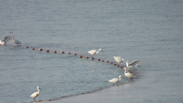 Little Egret - ML616818987