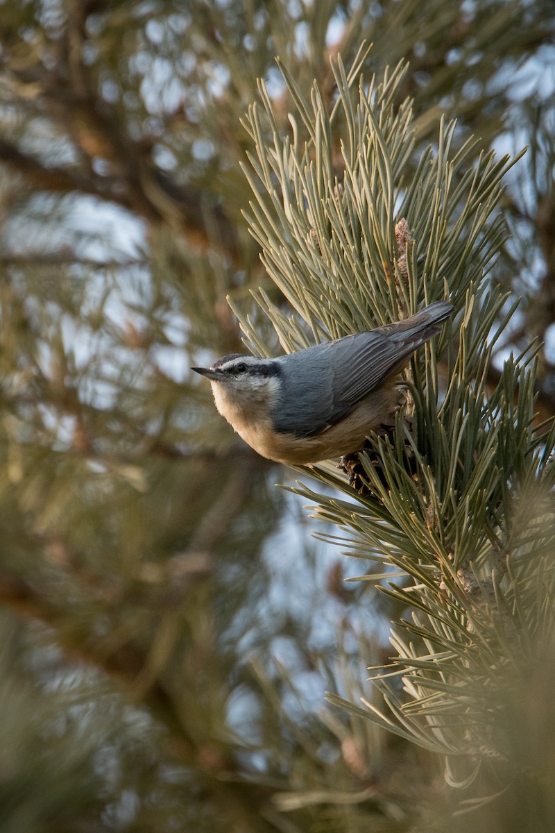Red-breasted Nuthatch - ML616818988