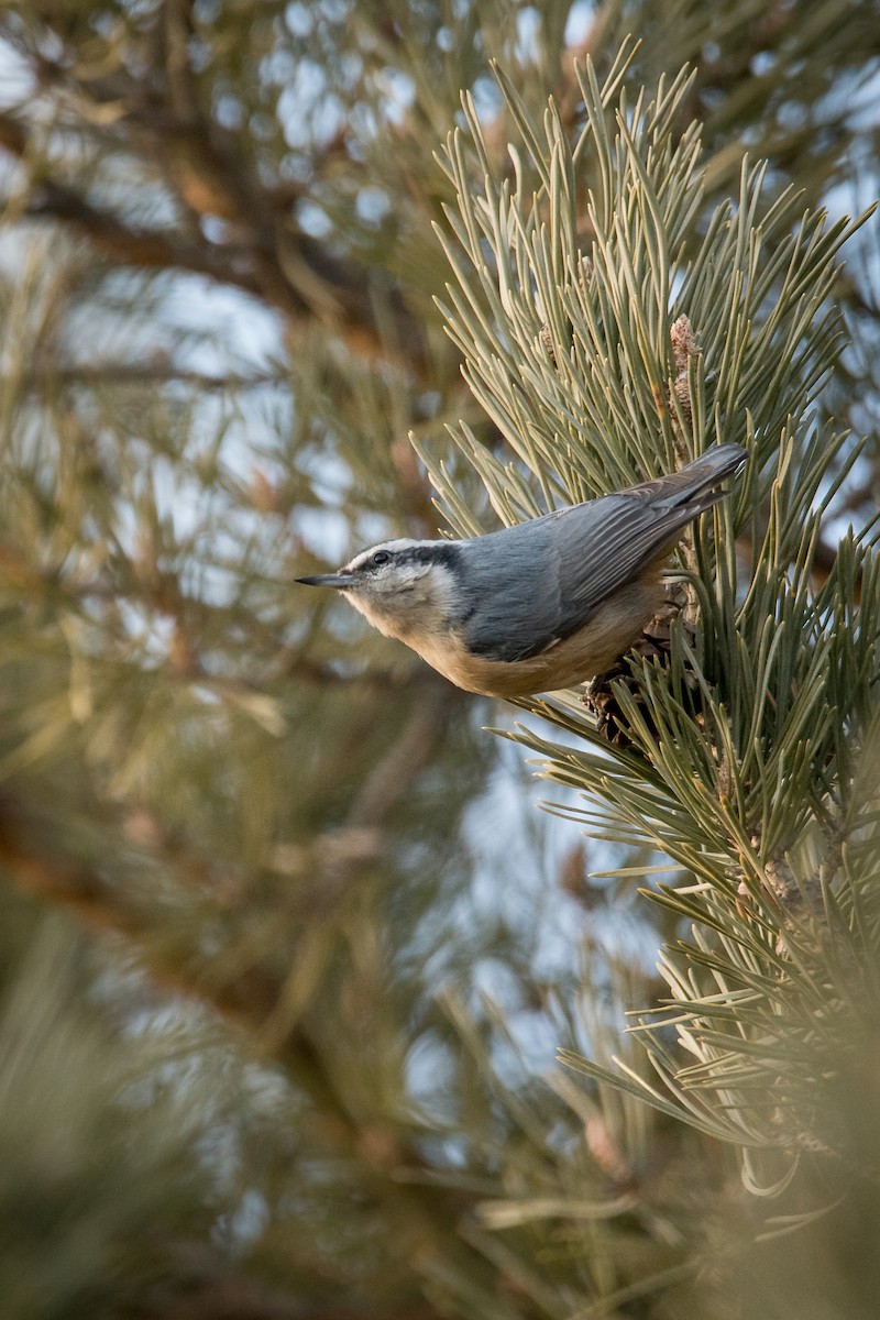 Red-breasted Nuthatch - ML616818989