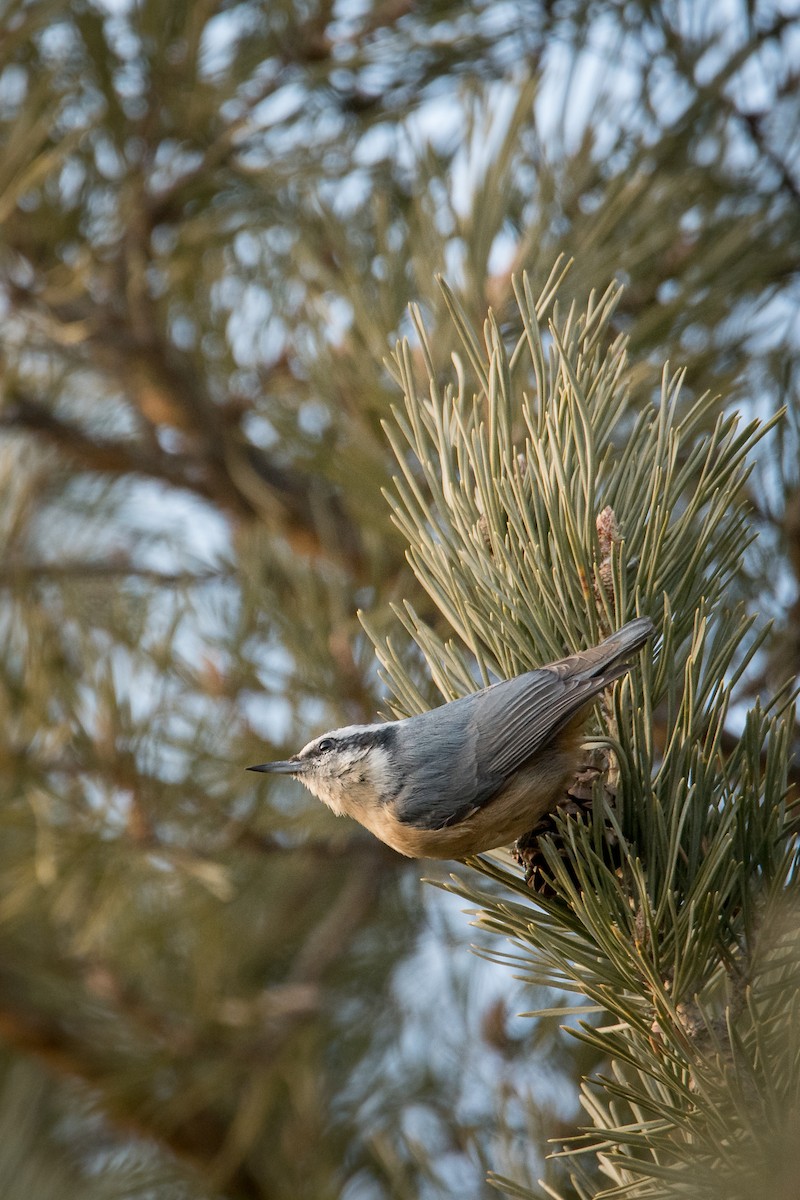 Red-breasted Nuthatch - ML616818990