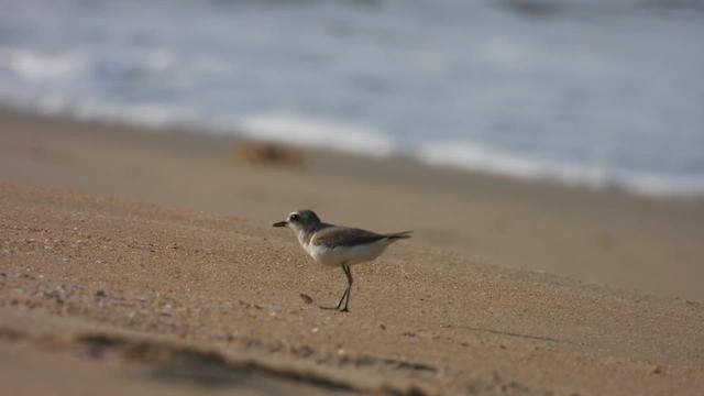 Tibetan Sand-Plover - ML616819028