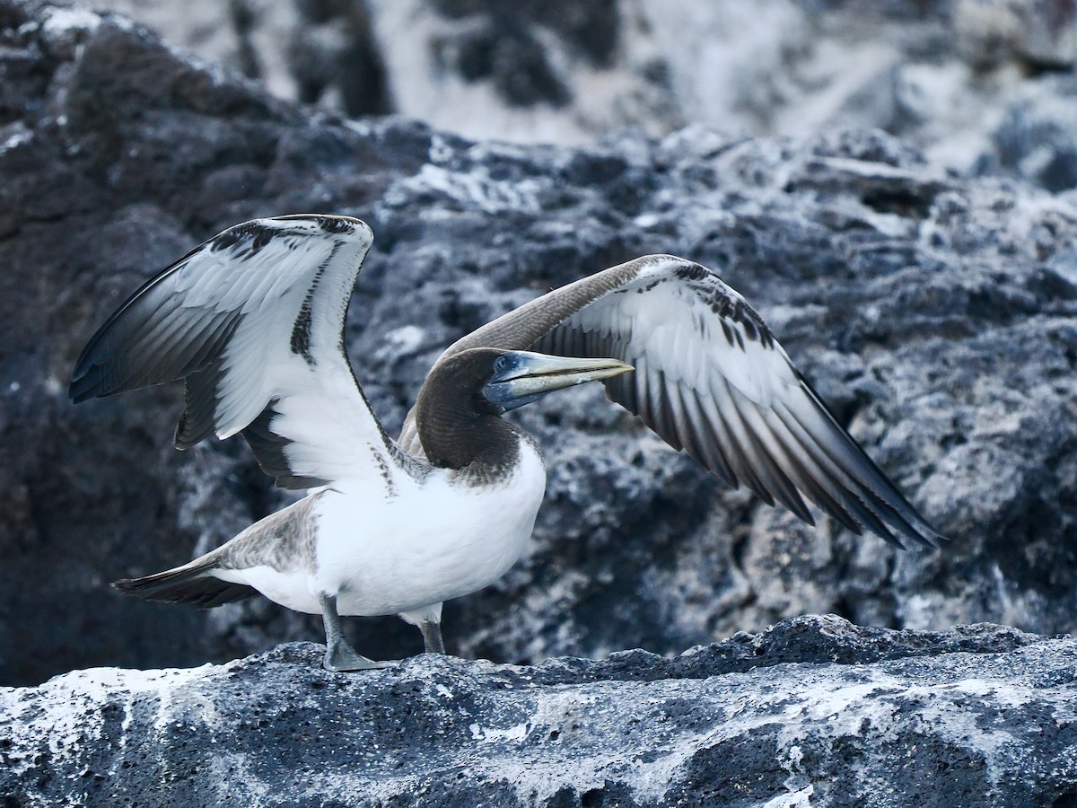 Nazca Booby - Gabriel Willow