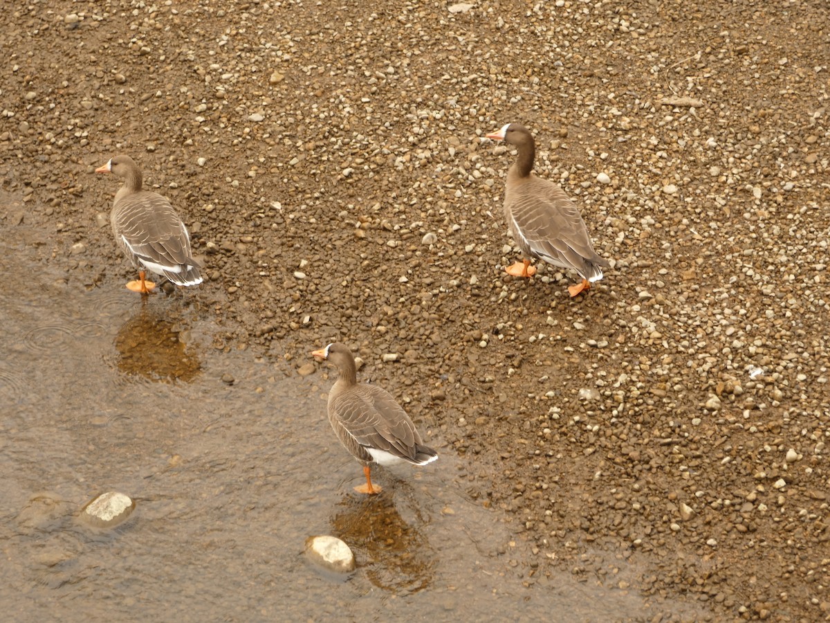 Greater White-fronted Goose - Jeff DeRuyter