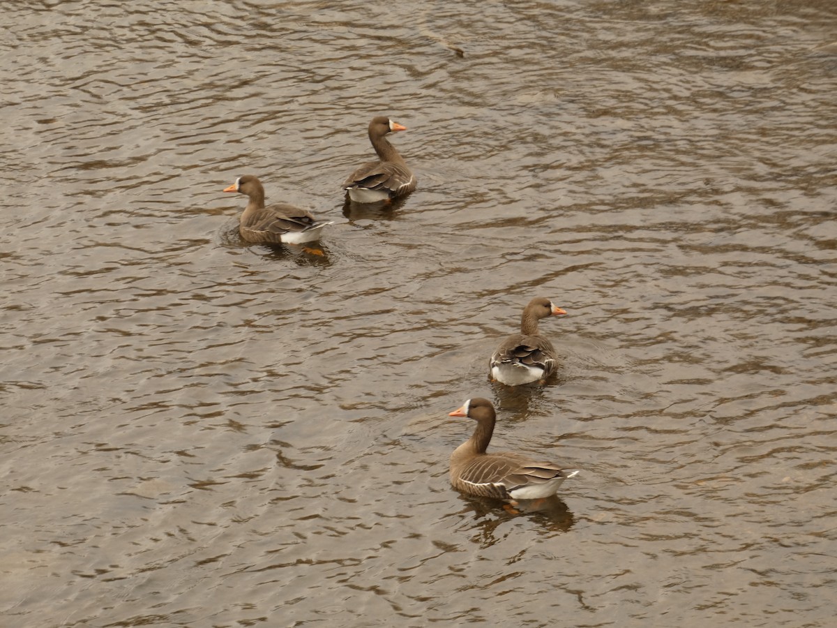 Greater White-fronted Goose - ML616819046