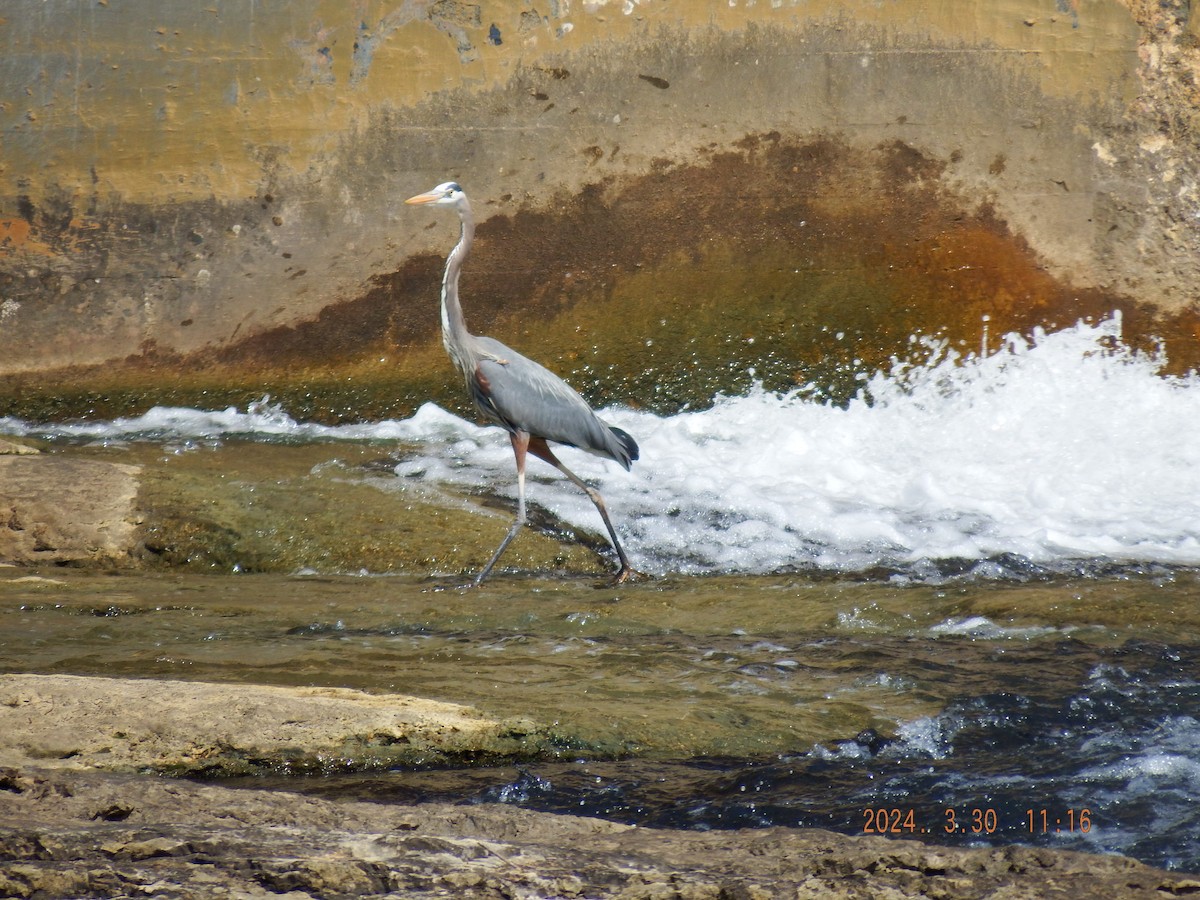 Great Blue Heron - ML616819120