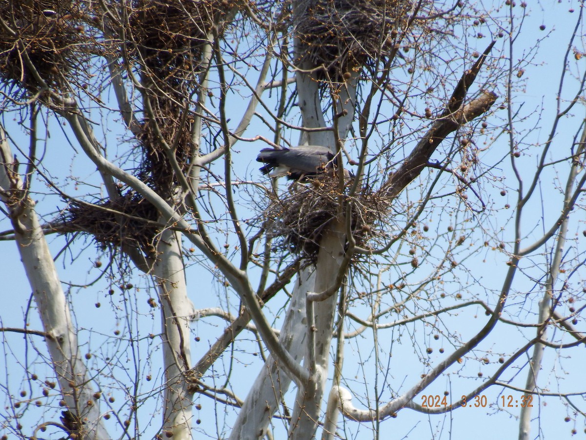 Great Blue Heron - ML616819121