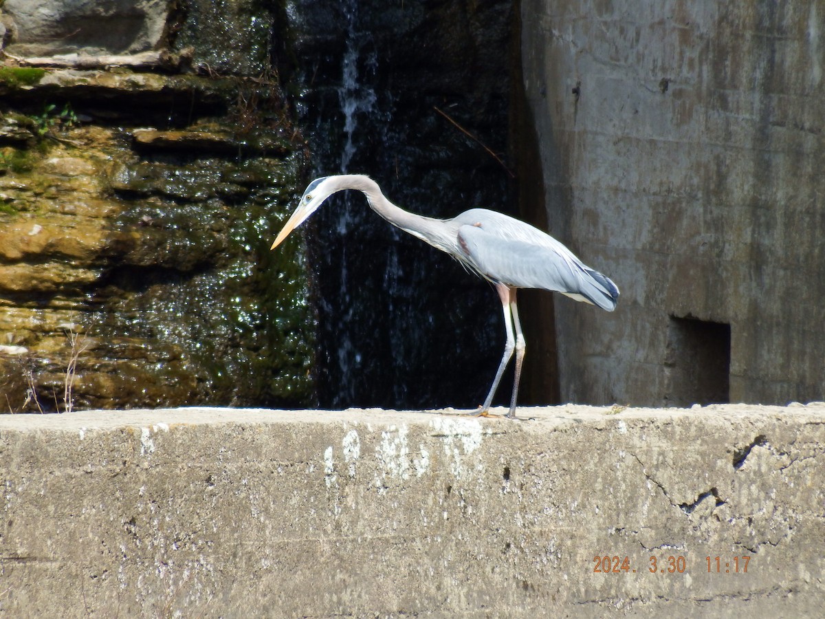 Great Blue Heron - ML616819122