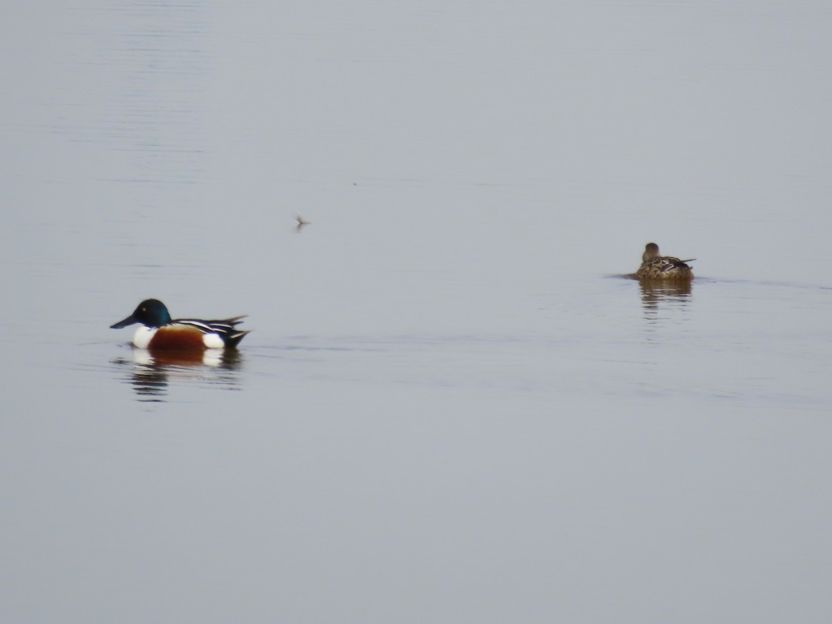 Northern Shoveler - Port of Baltimore