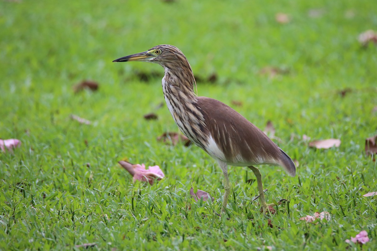 pond-heron sp. - ML616819137