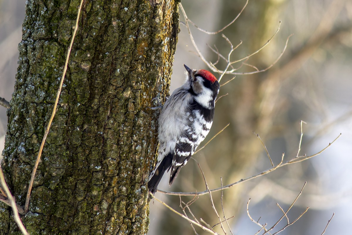 Lesser Spotted Woodpecker - African Googre