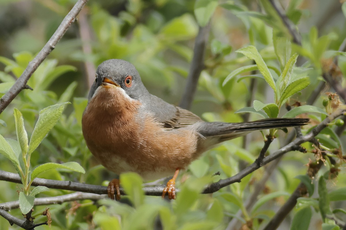 Western Subalpine Warbler - ML616819179